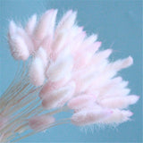 30pcs/Bundle Natural Dry Flower Bouquet Wedding Decoration Home Decoration Bunny Tail Grass Real Flower Party Decorations-C